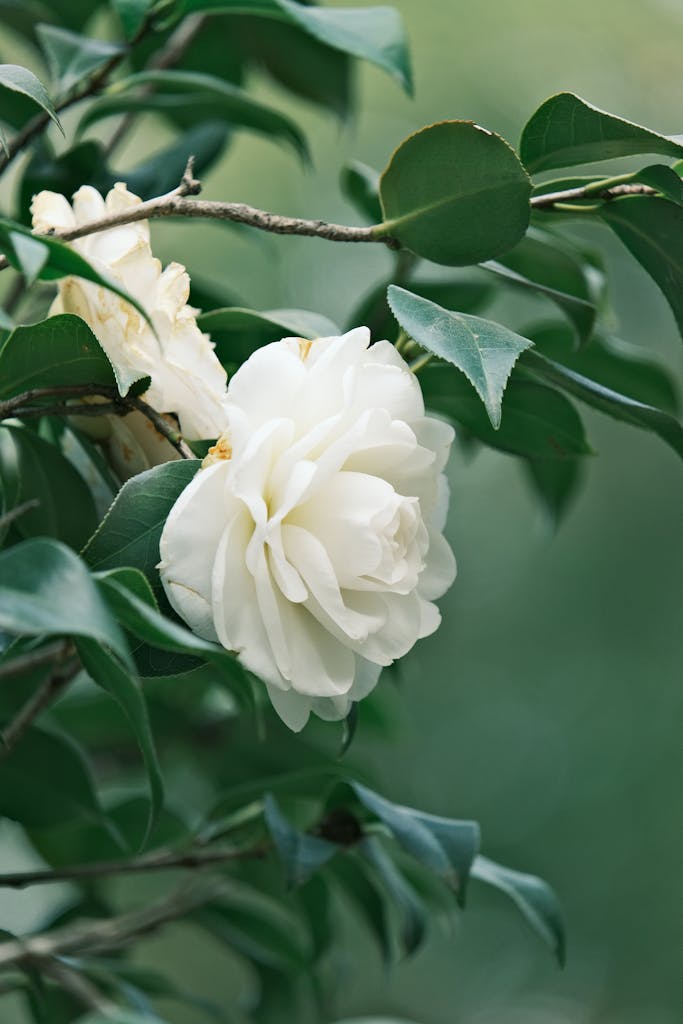 Close-up of a blooming white camellia surrounded by vibrant green leaves.