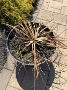 early spring prep to remove the old foliage