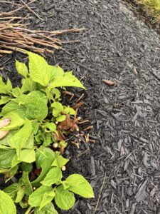 pruning perennials, hydrangeas, removing dead wood
