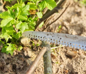 folding saw, brush cutting