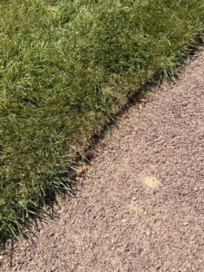 πΏ The Foundation of Form: Assessing the “Bones” of Your Garden