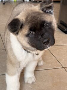 Akita puppy picture