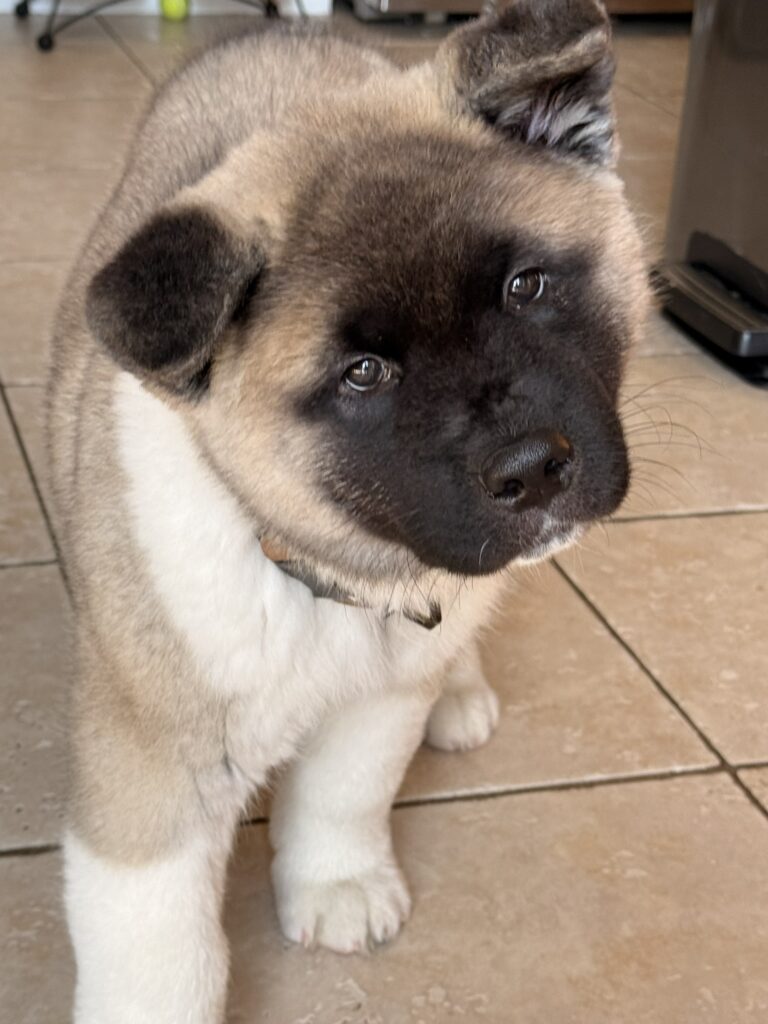 Akita puppy picture