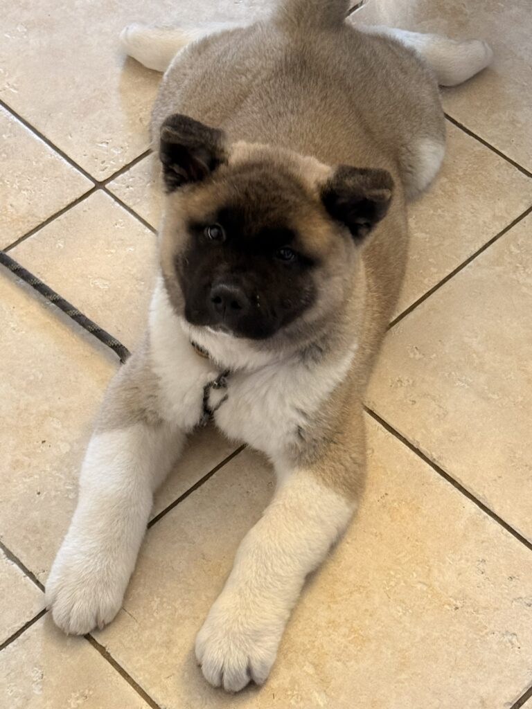 Akita puppy Kodi lying on the kitchen tile floor during week three