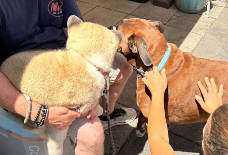 Akita puppy Kodi meeting a Boxer dog nose to nose while being held by a man on a patio