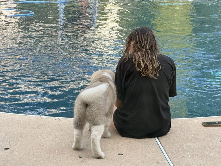 Akita puppy Kodi standing at the pool edge beside a teenage girl during week five