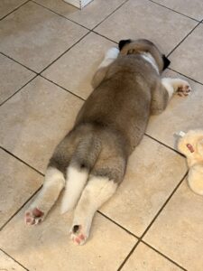 Akita puppy Kodi sleeping stretched out flat on the kitchen tile floor weeks 4 through 6